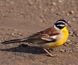 Хөмрөг (Шарэлэгт хөмрөг)